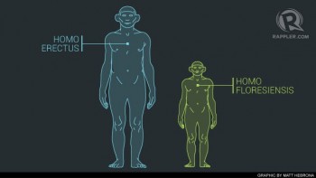 homo-floresiensis-20130417.jpg