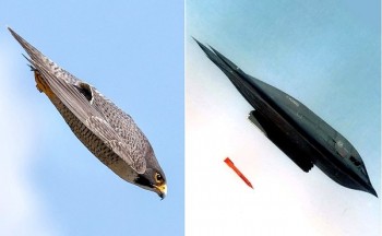 B2bomber-PeregrineFalcon.jpg