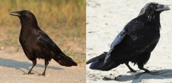 corneille-corbeau-difference.jpg