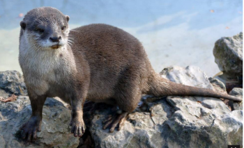 Loutre.png